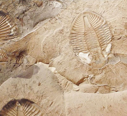 The Burgess Shale and Complex