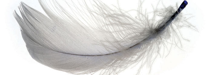 did some dinosaurs really have feathers the institute did some dinosaurs really have feathers the institute