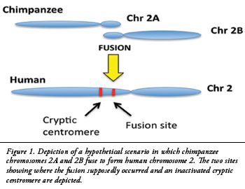 Chimpanzee Chromosomes