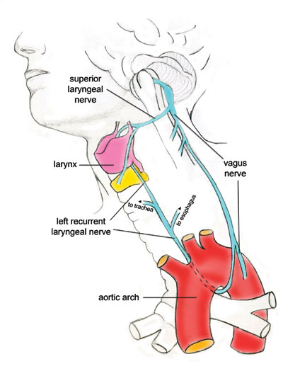  larynx