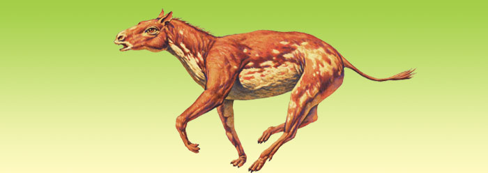 Hyracotherium illustration © Joe Tucciarone. Used by permission.