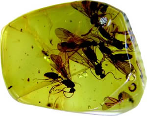 Amber