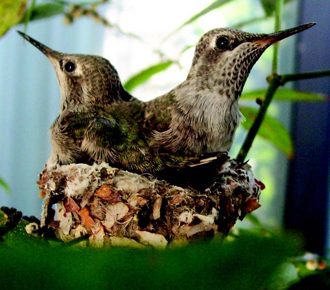 Baby Hummingbirds at ICR