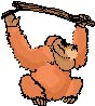 ape