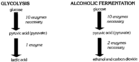 biochemistry-in-the-kitchen-alcoholic-fermentation