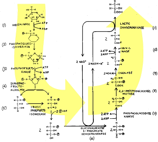 Atp Breakdown