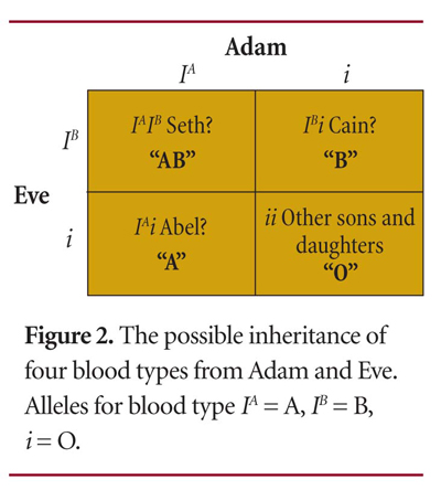 blood type percentages