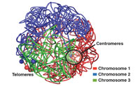 3D genomes Genomes (DNA) Have Remarkable 3 D Organization