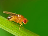 600 fruit flies No Fruit Fly Evolution Even After 600 Generations