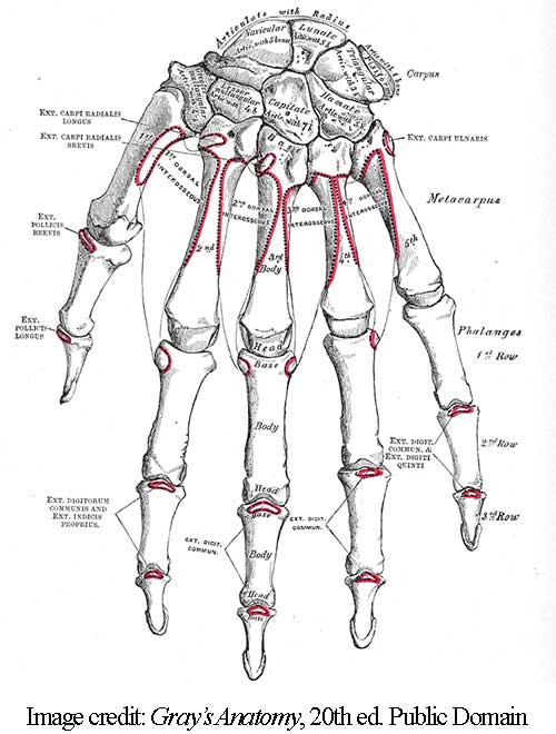 Surprising Human Hand Bone Challenges Evolution | The Institute for