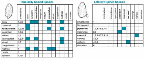 Figure 1: Schistosoma Hybridogram. Human pathogens are in bold. The numbers denote the organisms the 19 Schistosoma species inhabit. 1=Artiodactyla, 2=Human, 3=Primate, 4=Leporidae, 5=Equidae, 6=Rodentia, 7=Insectovora, 8=Carnivora, 9=Edentata, 10=Didelphis.