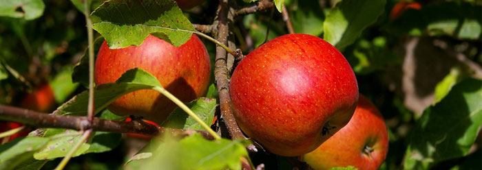 Where Did Apple Trees Come From The Institute For Creation Research where-did-apple-trees-come-from-the-institute-for-creation-research