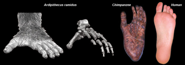 evolution-creationism-human-s-and-apes-creationism-evolution-human