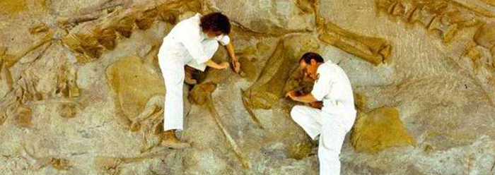 Evolutionist are rethinking the causes of mass extinctions. Dinosaur National Monument