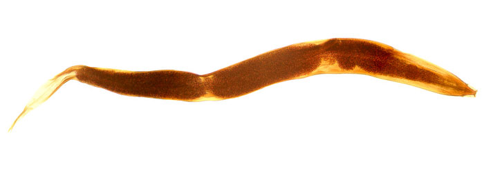 parasitic worms in cats. parasites worms pictures. worm